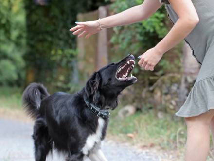 LA County dog attack attorney